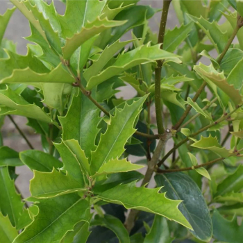 Osmanthus armatus 2